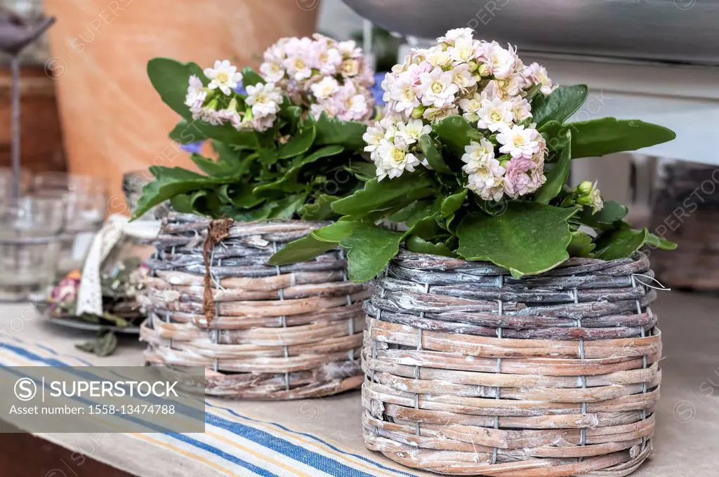 Flower decoration, small flowerpots with pink and white blossoms in wicker flowerpots,