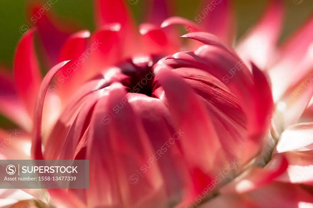 red straw flower (Helichrysum sanguineum, Asteraceae) close-up