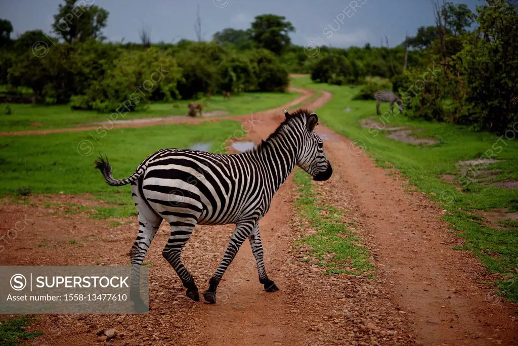 A zebra crosses the way in the South Luangwa National Park in Zambia