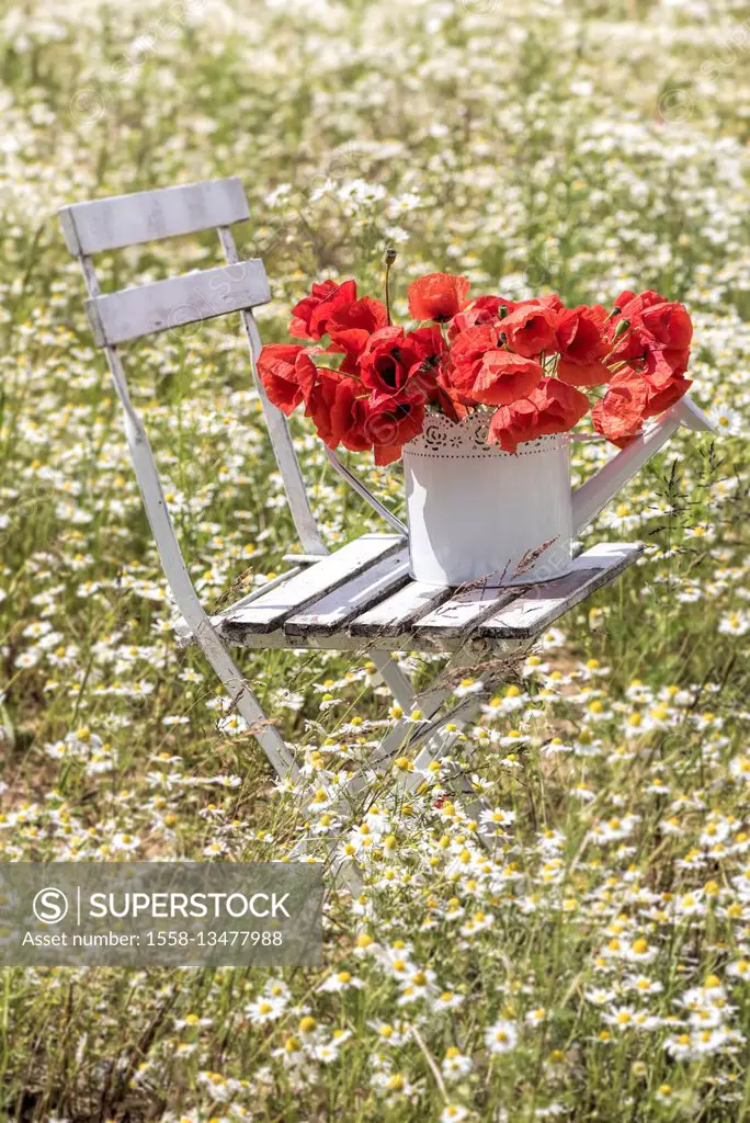 White folding chair, pot with poppies in a camomile field