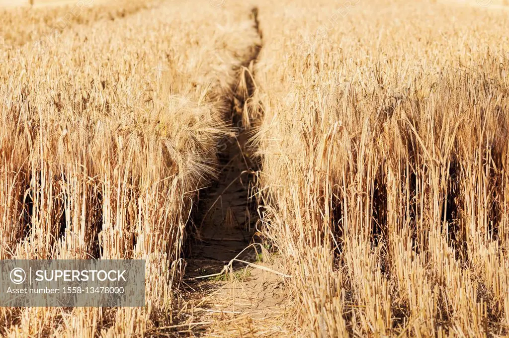 Grain field during the harvest