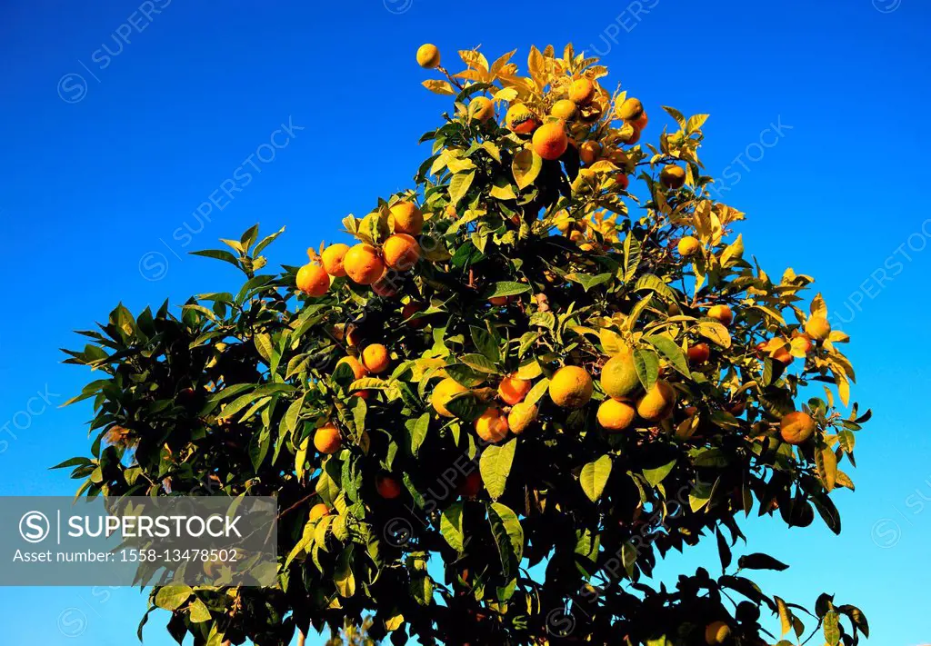 Orange tree with fruits, Spain, Andalusia