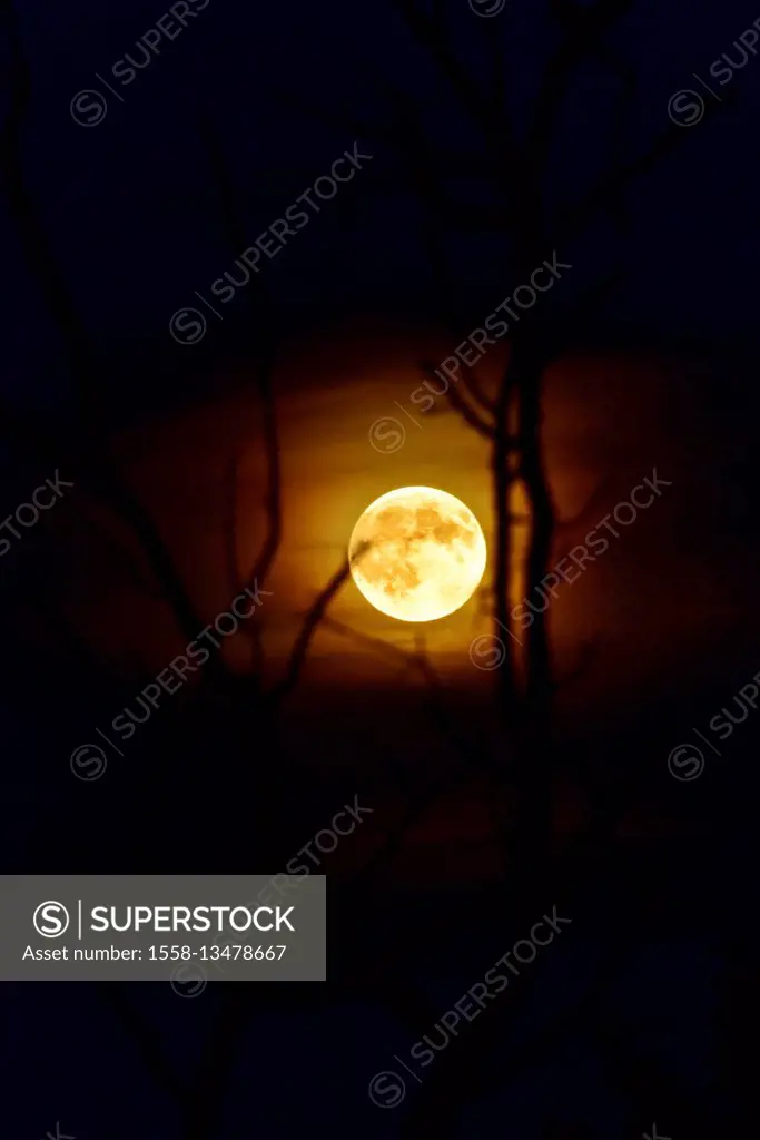 Full moon with haze between branches
