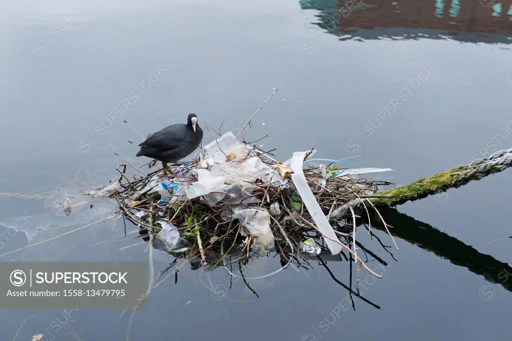 England, London, coot's nest with a lot of plastic garbage as material for nest building, in the Docklands