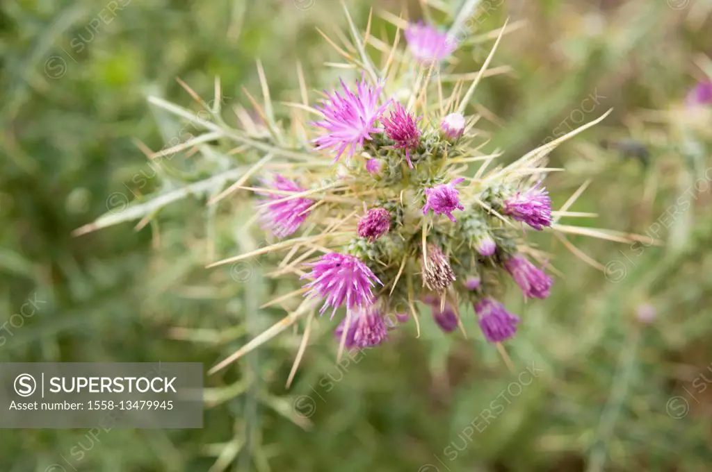 Pink thistle with blossoms