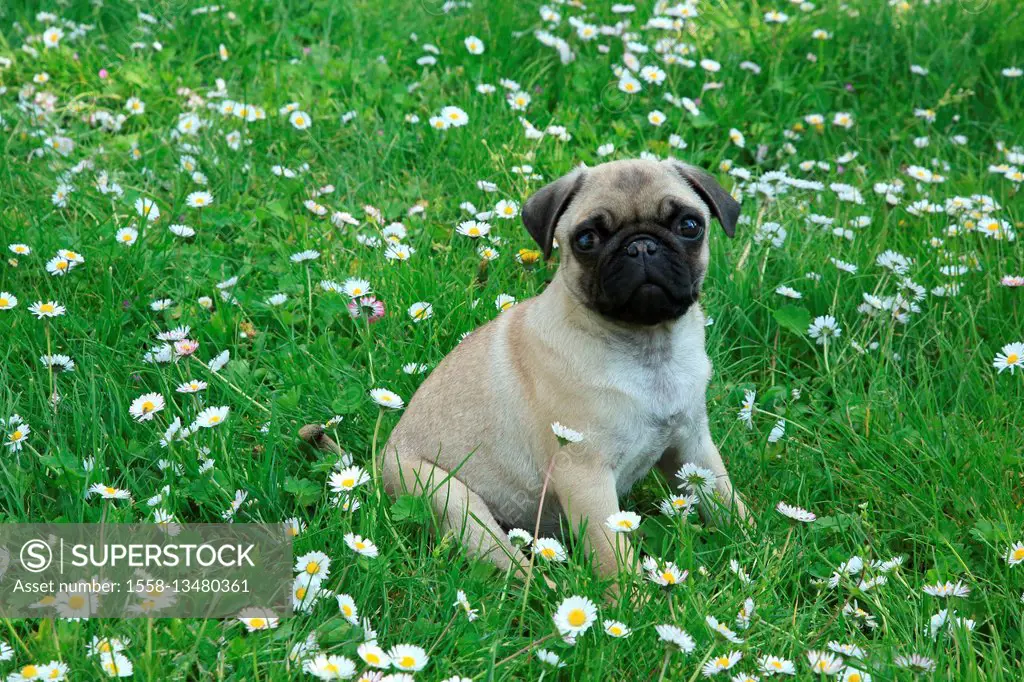 Young pug si sitting in flower meadow