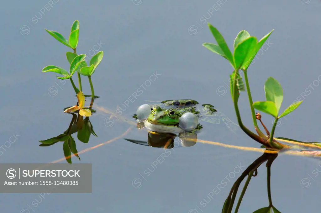 edible frog, croak, Rana eculenta