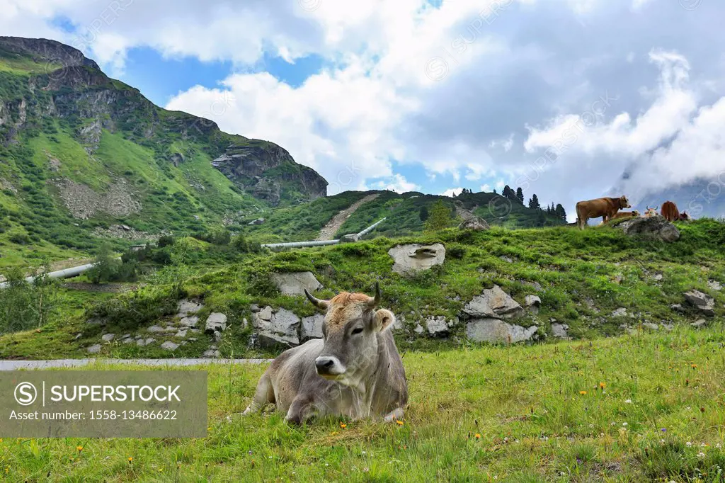 Cow, meadow, lie, Austria, Vorarlberg, Silvretta,