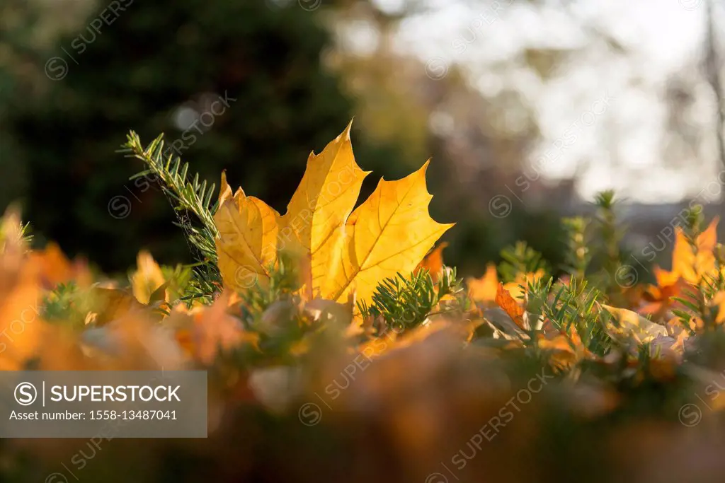 Autumn foliage with maple leaf
