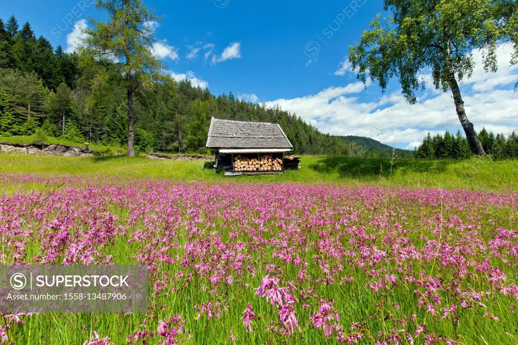 splendid meadow of pinks in front of wooden hut