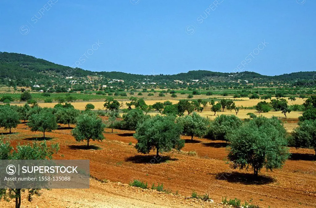 Spain, Balearen, Ibiza, Santa Agnes de Corona, olive-grove, Pityusen, Mediterranean-island, landscape, plants, trees, oil-trees, olive trees, symbol, ...