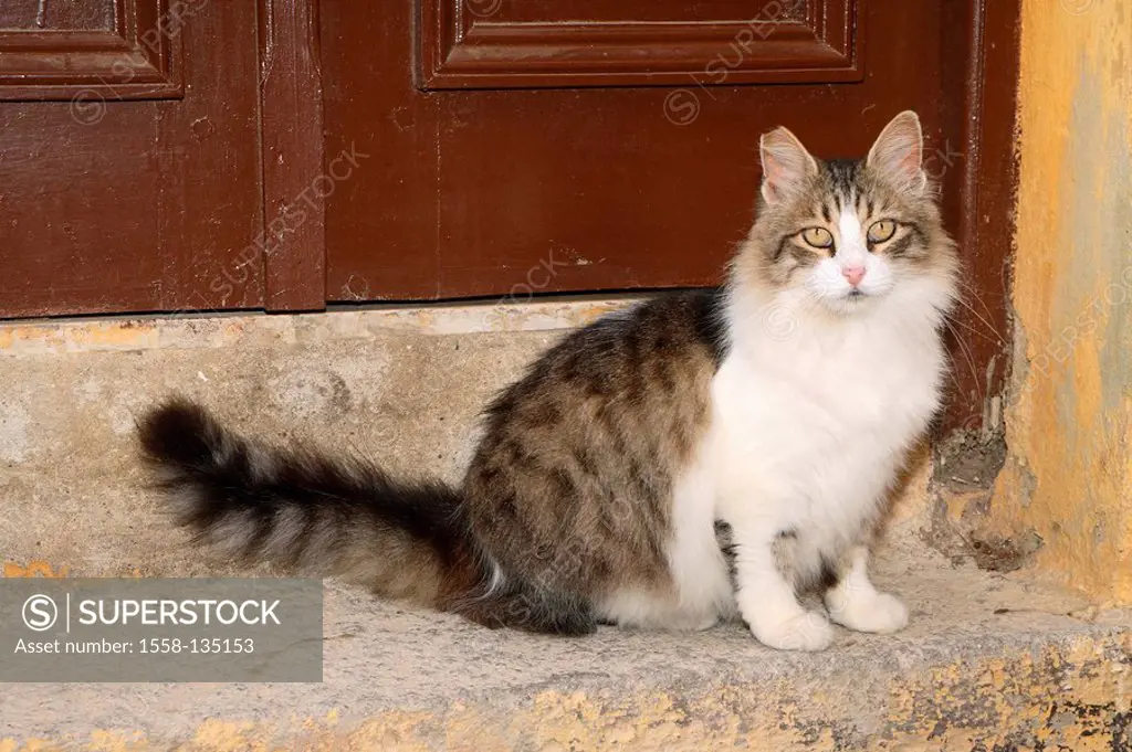 Cat, know-striped, long-hair, stairway, door, sitting, outside, watching, camera, animal, pet, house-cat, free-living, mammal, in two colors, Freigäng...