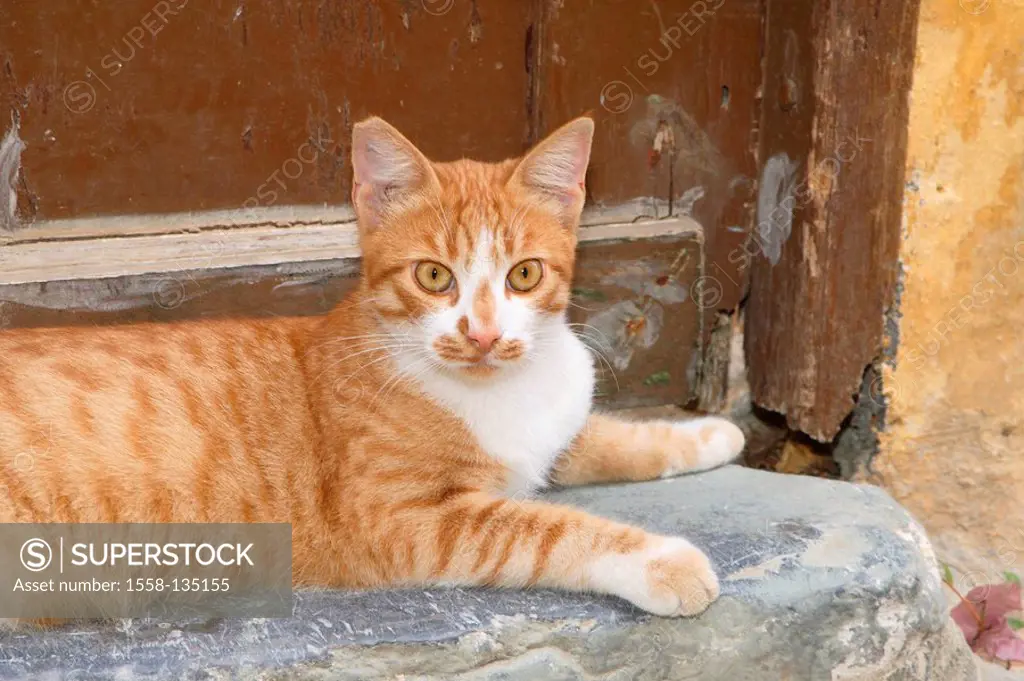 Cat, red-knows, door, step, lie, outside, animal pet house-cat, free-living, mammal, in two colors, Freigänger, ear, marking, signs, castrates, sees, ...