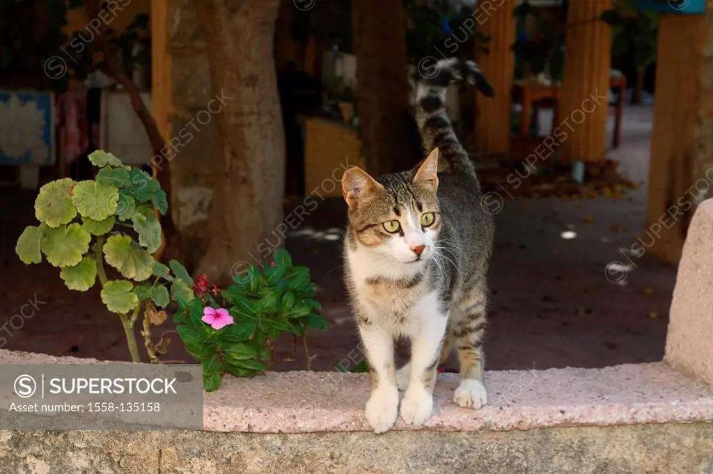 Cat, two-colored, know-striped, wall, outside, animal, pet, house-cat, free-living, mammal, Freigänger, ear, marking, signs, castrates, sees, looks, a...