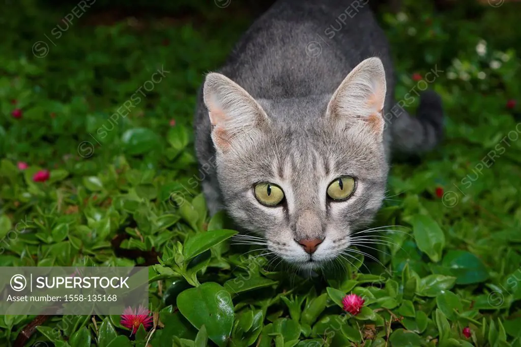 Sits cat, gray, garden, flowers, lurks, watching, camera, portrait, animal, pet, house-cat, free-living, mammal, Freigänger, plants, sees, looks, obse...