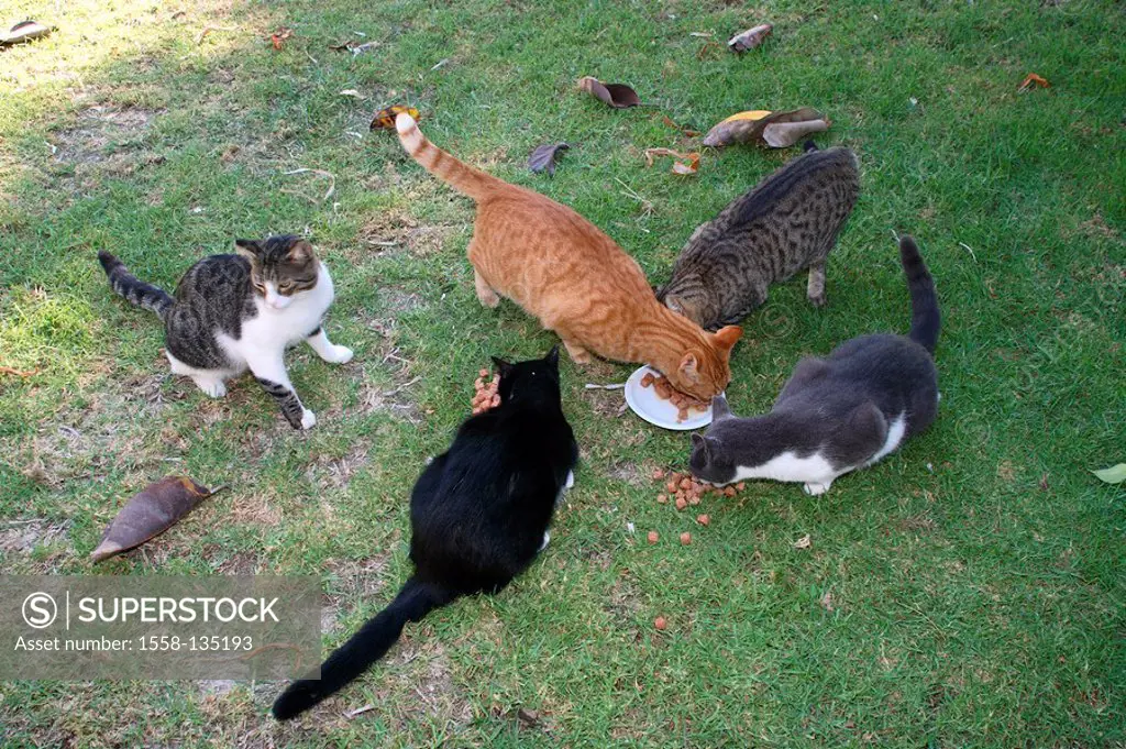 Cats, meadow, feed-place, eating, animals, pets, house-cats, group, free-living, abandoned, mammals, Freigänger, tramps, five, differently, group, pla...
