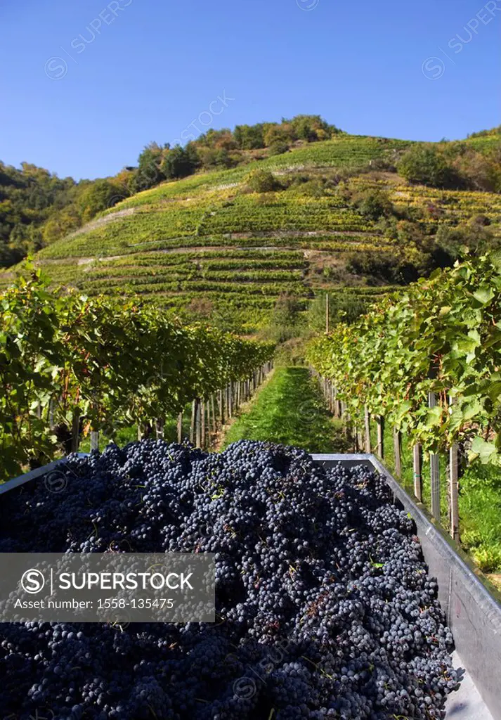 Austria, low-Austria, Wachau, vineyard, vintage, autumn, landscape, wine-growing, cultivation, wine, vines, vines, supporters, grapes, grapes, harvest...