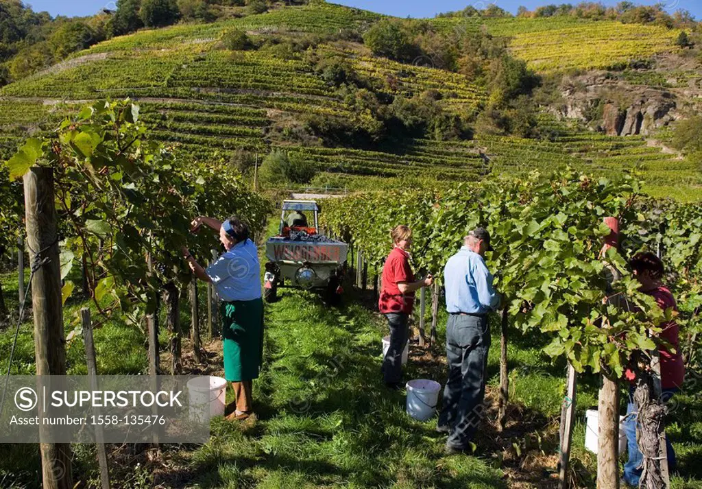 Austria, low-Austria, Wachau, vineyard, vintage, autumn, landscape, wine-growing, cultivation, wine, vines, vines, grapes, grapes, harvest, vintage, g...