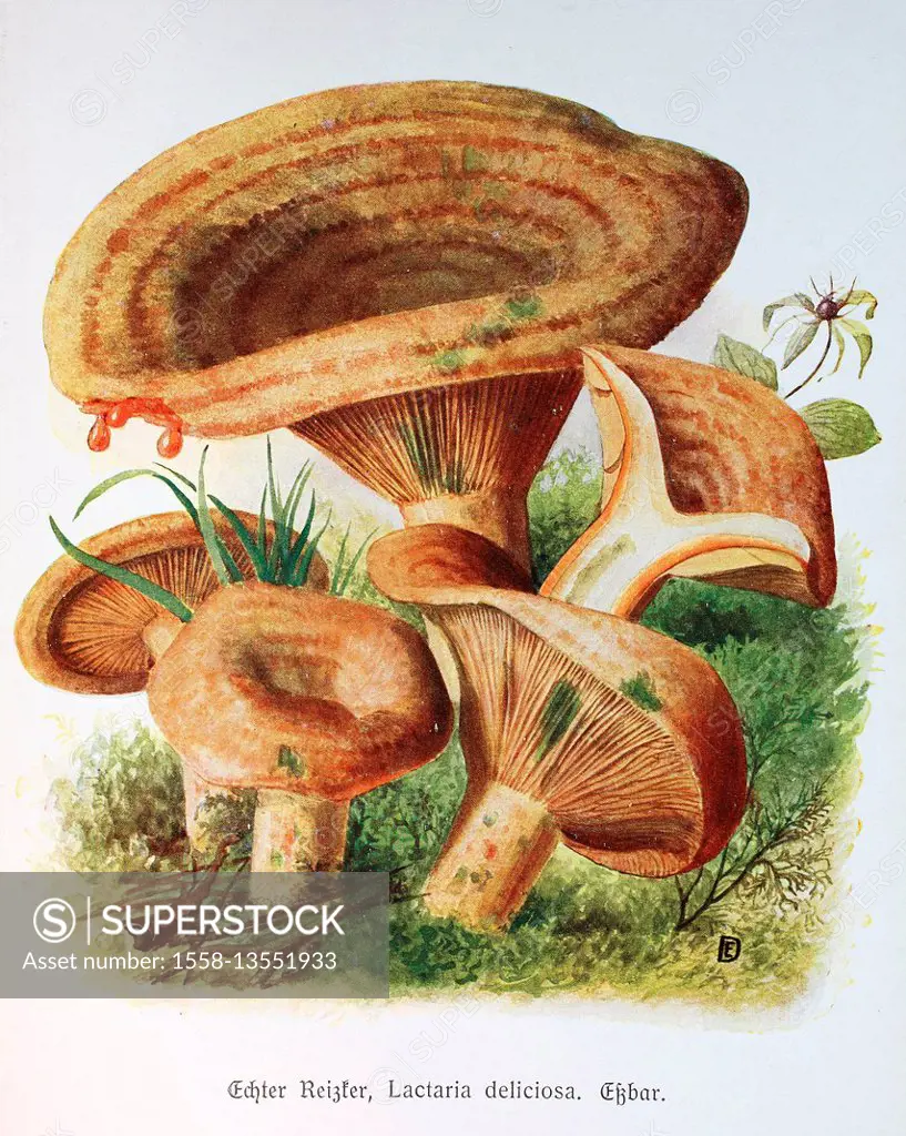 Fungus, Lactarius deliciosus or Lactaria deliciosa, digital reproduction of an Illustration by Emil Doerstling (1859-1940)