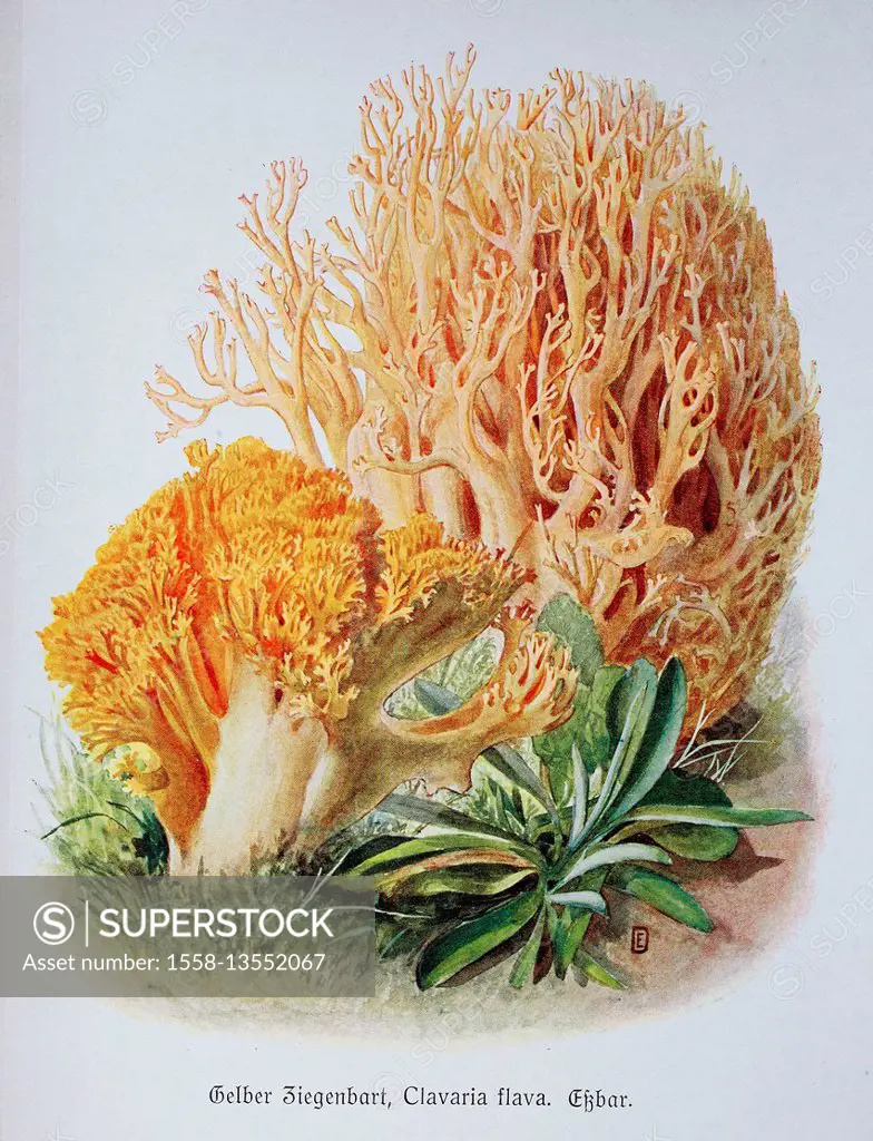 Fungus, Clavaria flava, digital reproduction of an Illustration by Emil Doerstling (1859-1940)