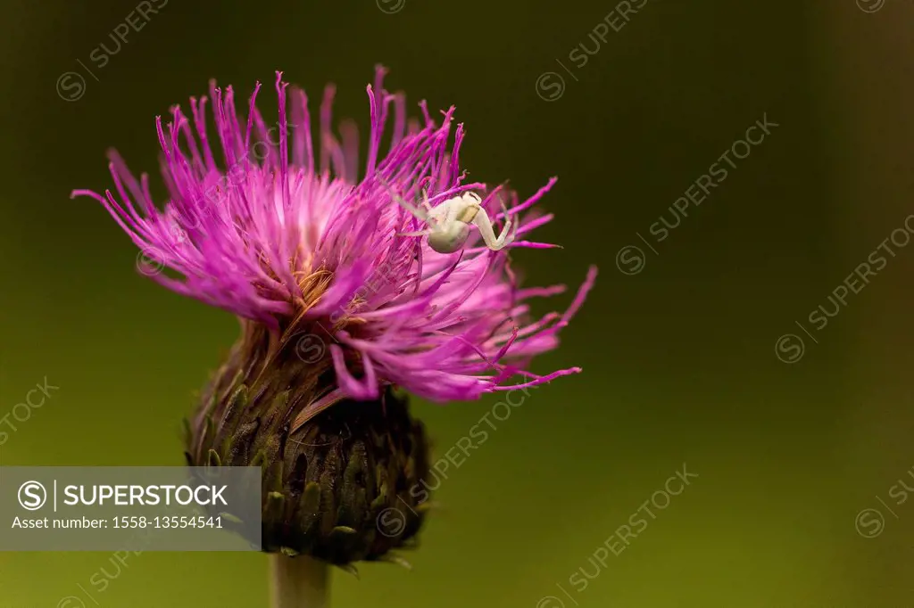 Melancholy Thistle and flower spider