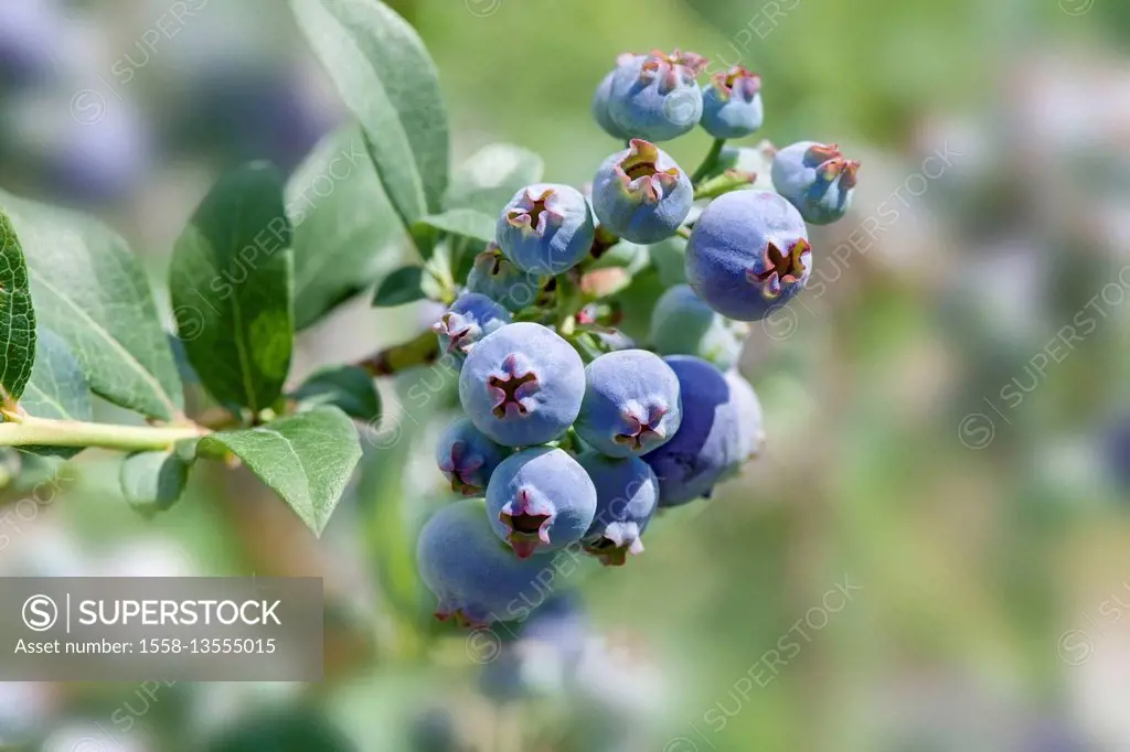 Blueberries, leaves, branch, American blueberry, Vaccinium corymbosum 'Northland', heather plant