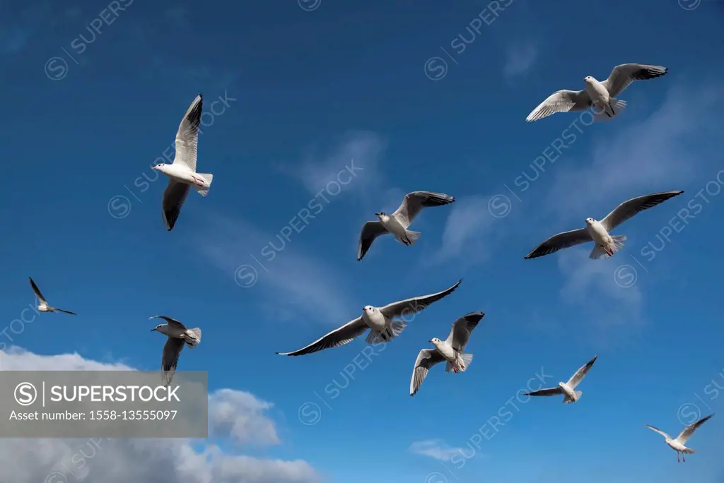 Gulls in the blue sky