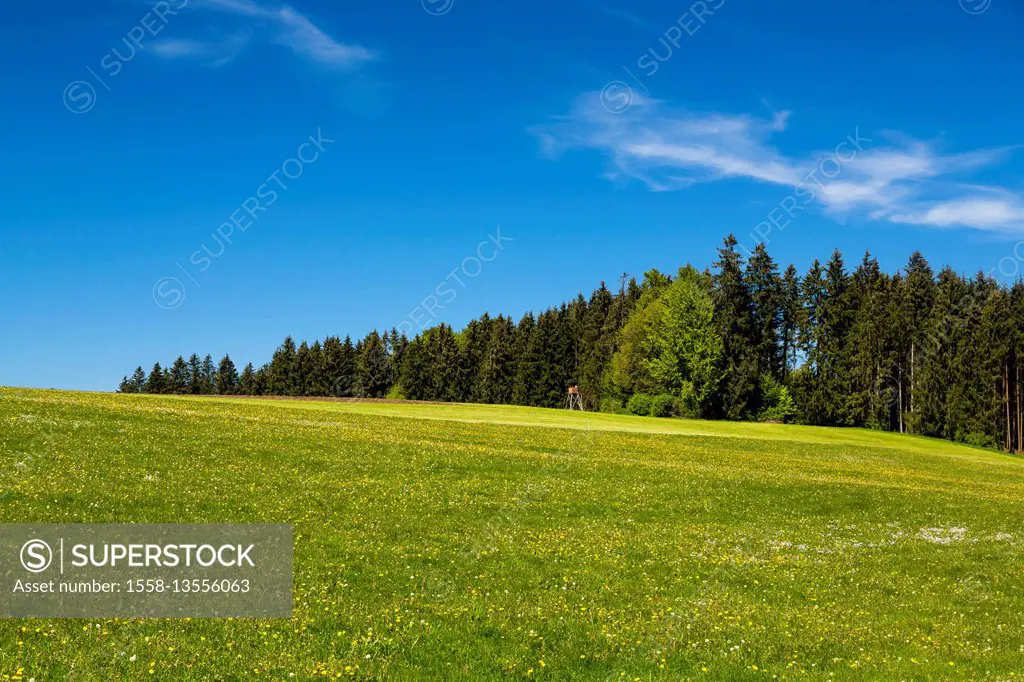 Deutschlane, Bavaria, Eberfing, edge of the forest with flower meadow and tree stand in the spring.