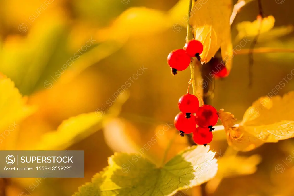 Shiny red berries in the light of the autumn morning