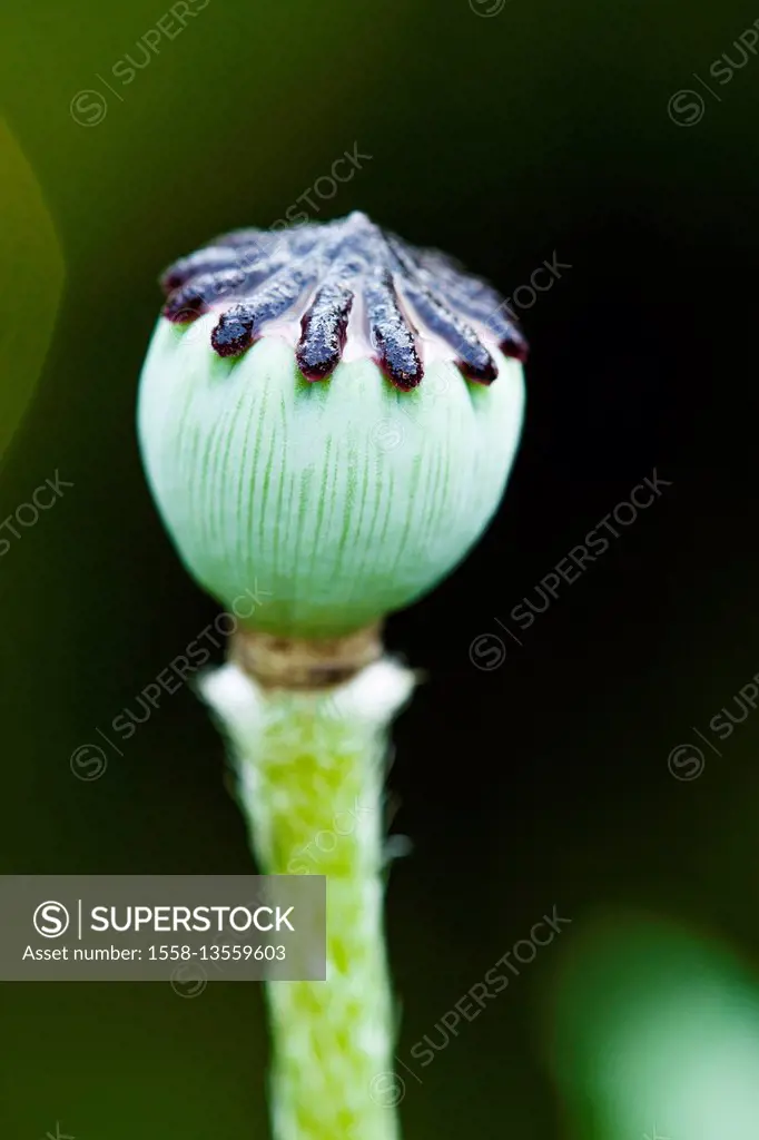 poppy seed capsule