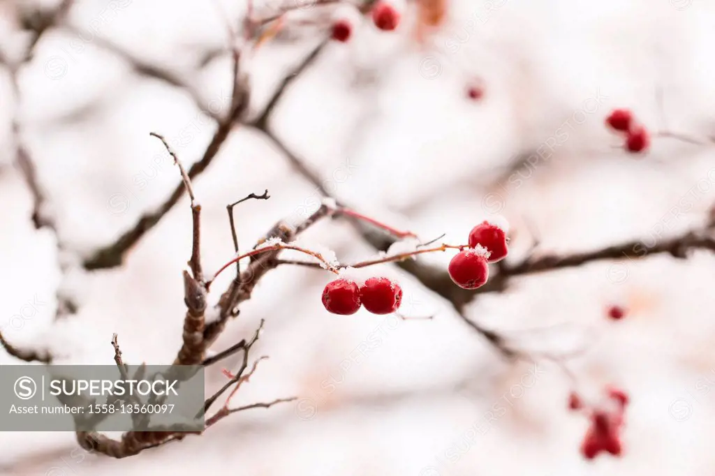 Close-up of snow-covered red rowan berries, Finland