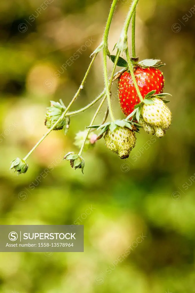 Strawberries in the garden