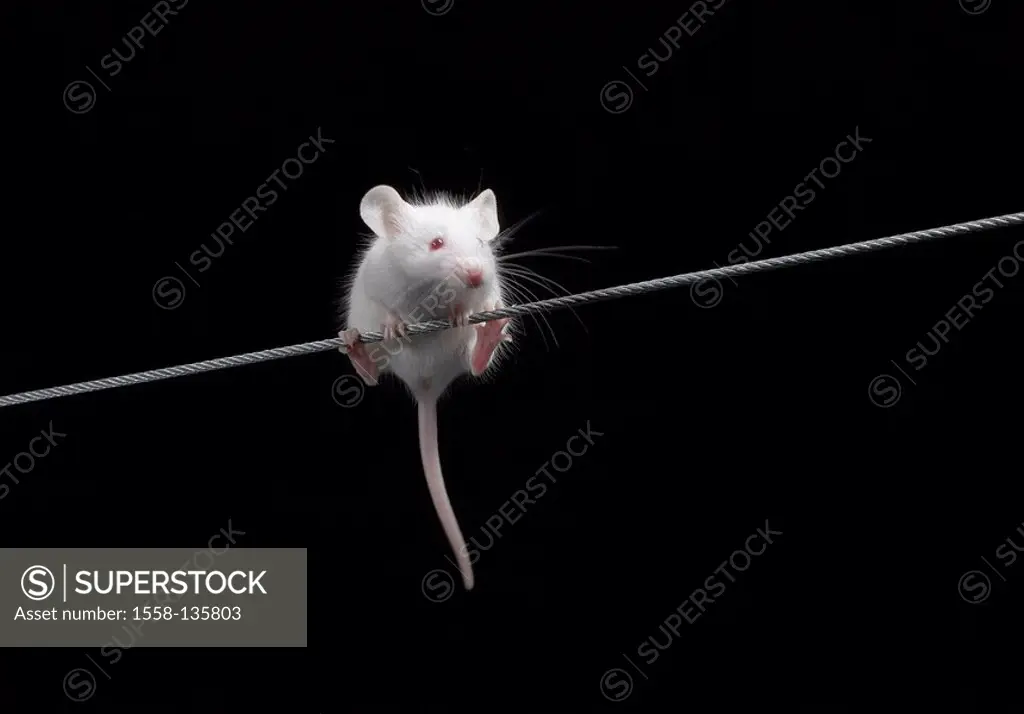 Cable, mouse, knows, balances, animals, mammals, rodents, house-mouse, albino, small, cutely, laboratory-mouse, experimental animal, rope, climbs, cli...