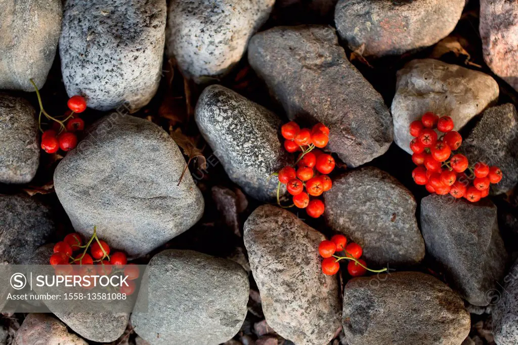 Red rowan berries and gray stones