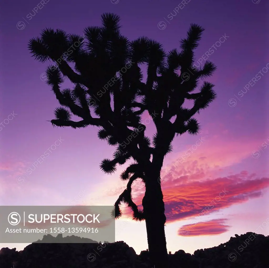 USA, California, Joshua Tree national park, silhouette, tree, Joshua Tree, evening mood,