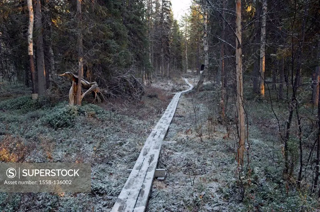 Sweden, Muddus National park, forest, path, wood, winter,