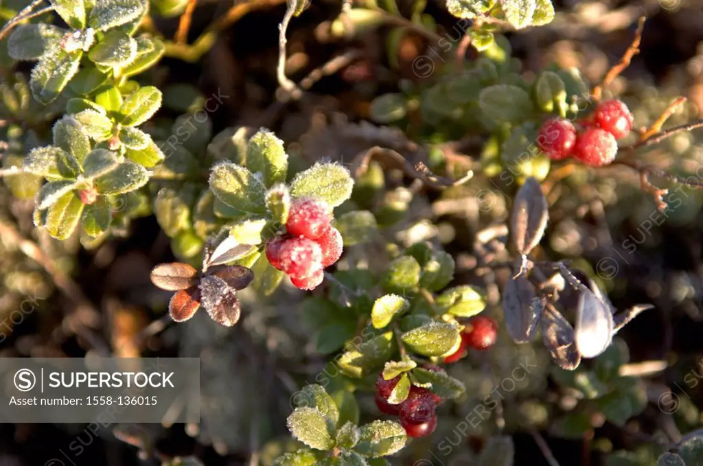 Plants, berries, frost, cold, late-night-autumn,