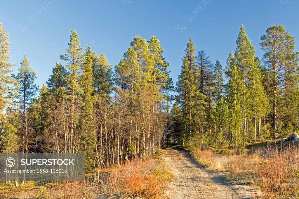 Forest, way, conifers, sunlight,
