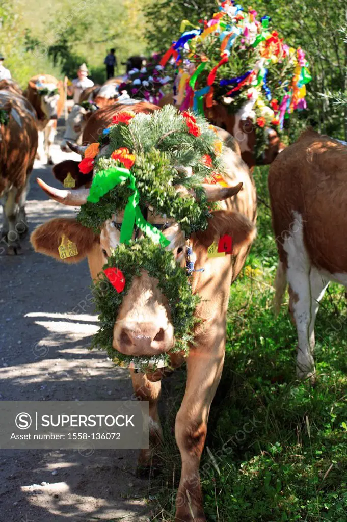 Germany, Chiemgau, fact-edge, Almabtrieb, cows, flower-jewelry, series, Chiemgauer Alps, Bavaria, animals, Säugtiere, livestock, cows, useful-animals,...