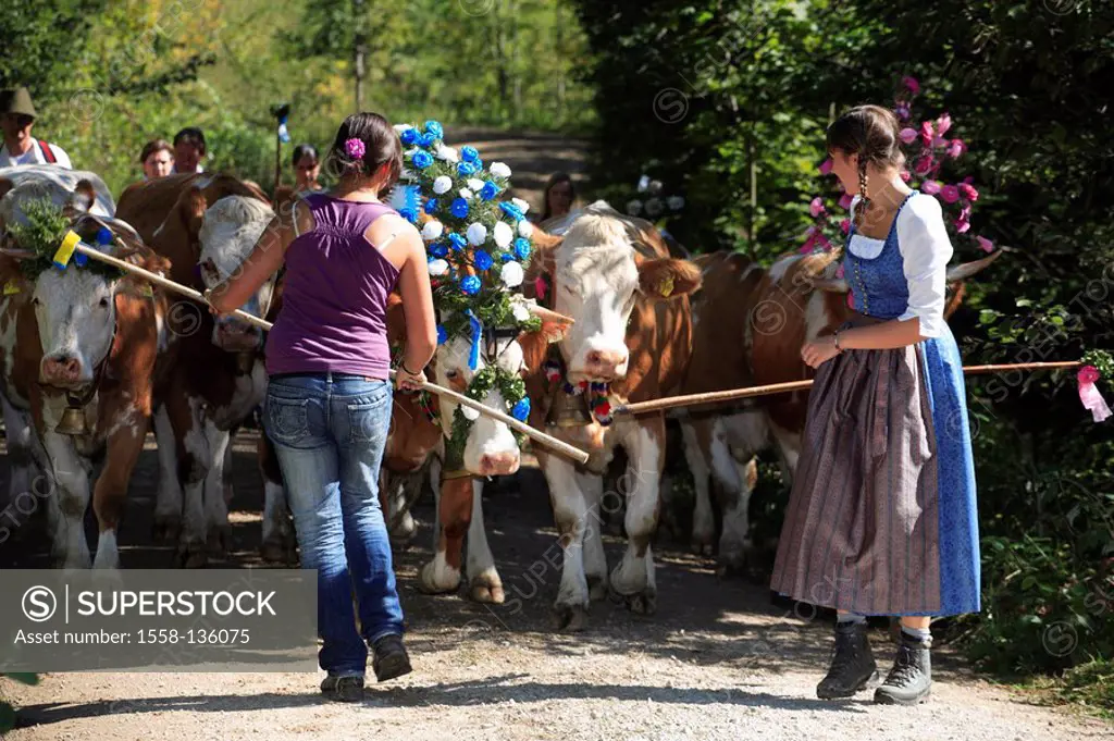 Germany, Chiemgau, fact-edge, Almabtrieb, cows, flower-jewelry, shepherds, series, Chiemgauer Alps, Bavaria, animals, Säugtiere, livestock, cows, usef...