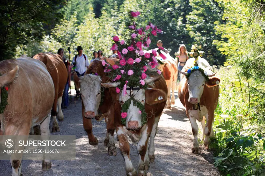 Germany, Chiemgau, fact-edge, Almabtrieb, cows, flower-jewelry, shepherds, series, Chiemgauer Alps, Bavaria, animals, Säugtiere, livestock, cows, usef...
