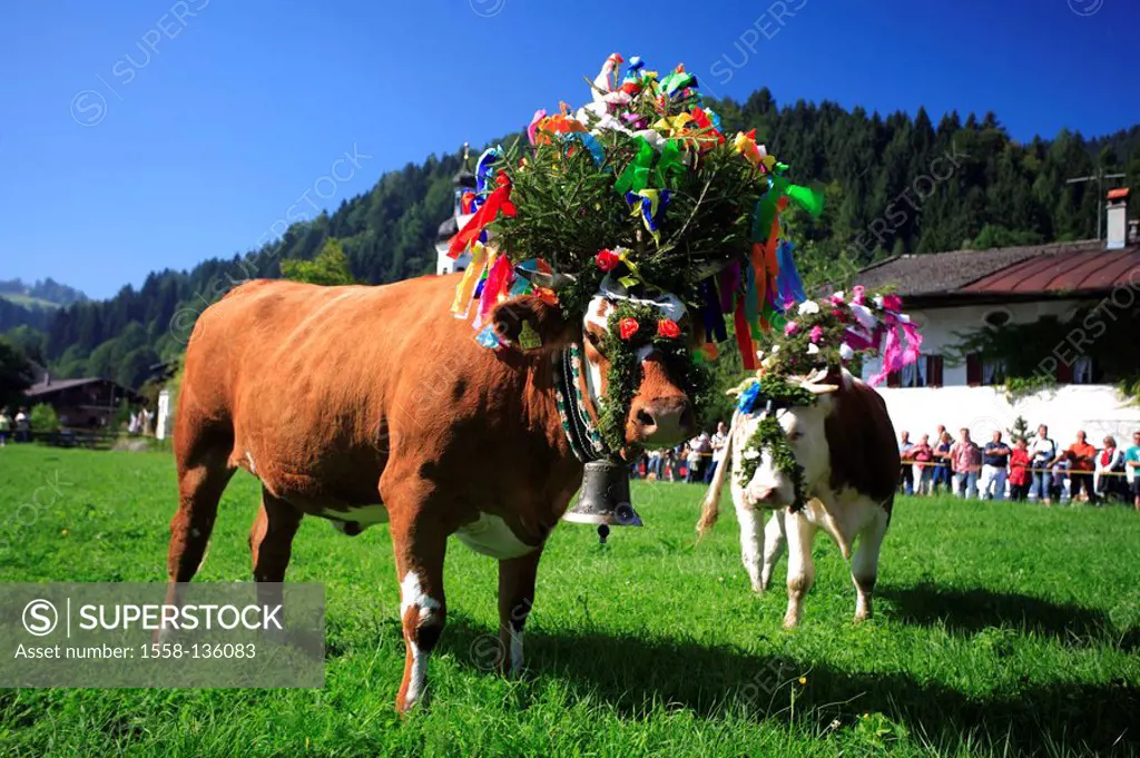 Germany, Chiemgau, fact-edge, Almabtrieb, meadow, cows, flower-jewelry, series, Chiemgauer Alps, Bavaria, animals, Säugtiere, livestock, cows, useful-...