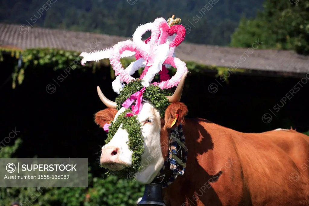 Germany, Chiemgau, fact-edge, Almabtrieb, meadow, cow, flower-jewelry, detail, series, Chiemgauer Alps, Bavaria, animal, Säugtier, livestock, cow, use...