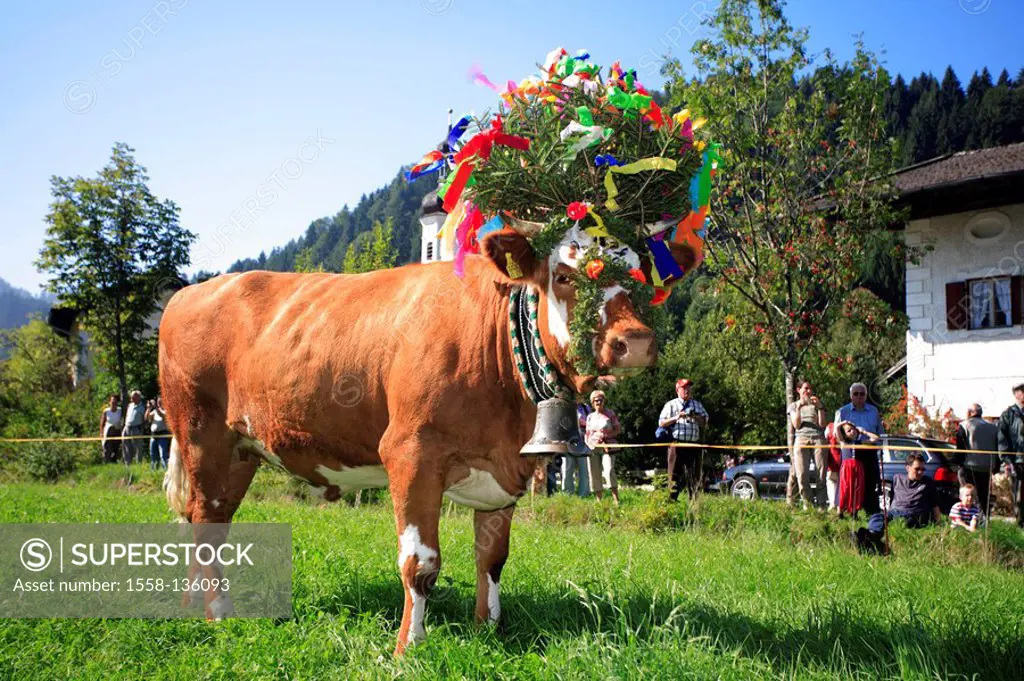 Germany, Chiemgau, fact-edge, Almabtrieb, meadow, cow, flower-jewelry, tourists, series, Chiemgauer Alps, Bavaria, animal, Säugtier, livestock, cow, u...