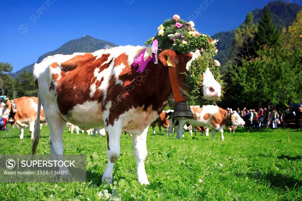 Germany, Chiemgau, fact-edge, Almabtrieb, meadow, cows, flower-jewelry, series, Chiemgauer Alps, Bavaria, animals, Säugtiere, livestock, cows, useful-...