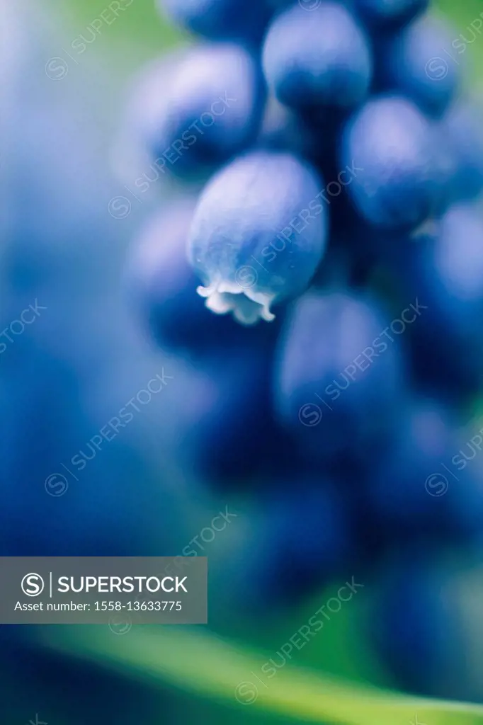 Grape hyacinth, Muscari, extreme close-up