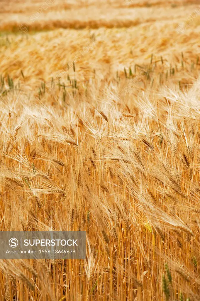 Grain, barley, grain field, summer