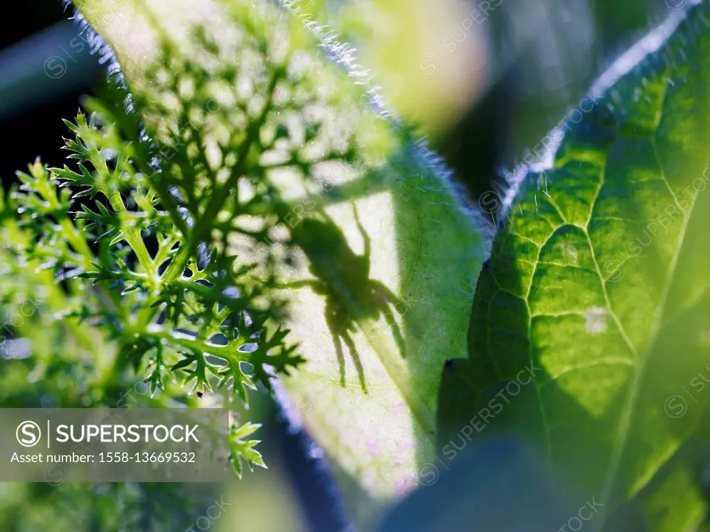 blurred green leaves on a meadow, spider, shadow, silhouette