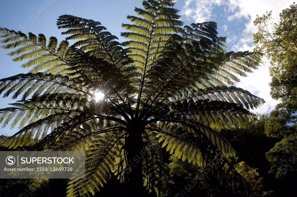 Tree fern, Cyathea cooperi, Sao Miguel, Azores, Portugal