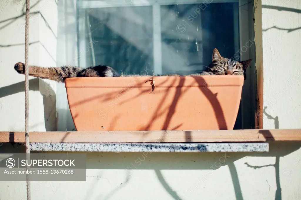 Cat lies in a window box
